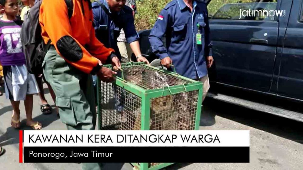 Video: Kawanan Kera di Ponorogo Ditangkap Warga