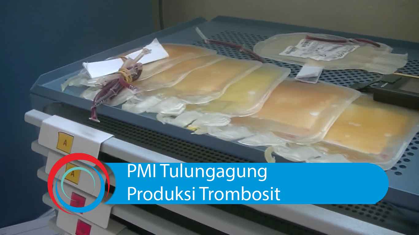 Video: PMI Tulungagung Produksi Trombosit