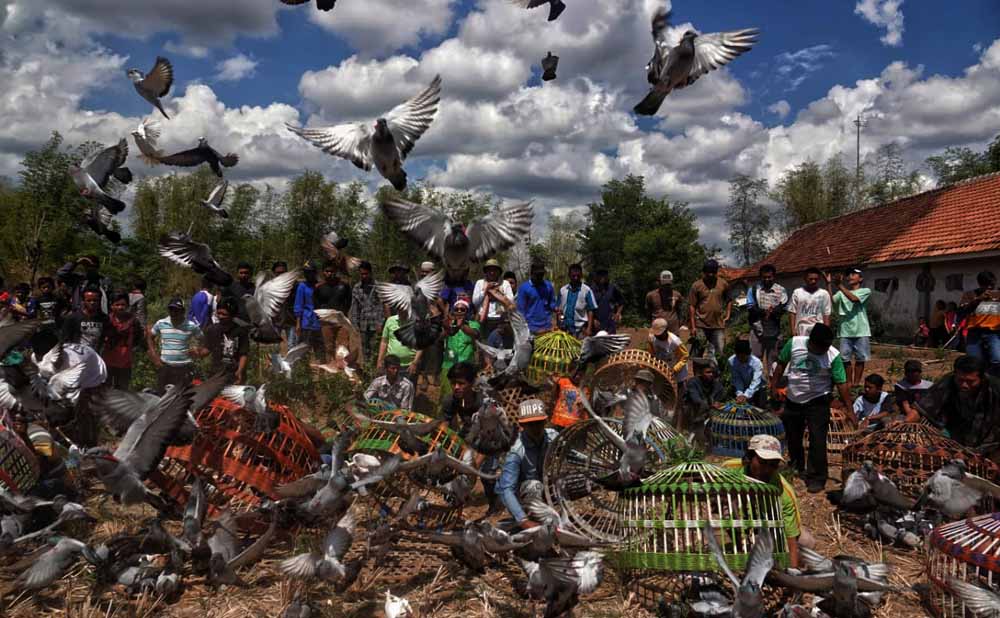 Salah satu kegiatan tottan merpati yang digelar di Kecamatan Bantaran Kabupaten Probolinggo