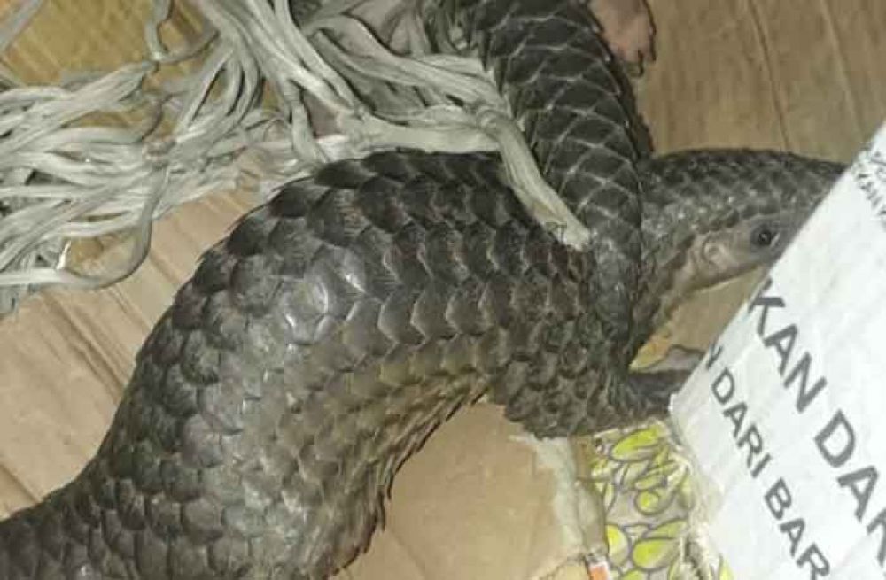 Trenggiling yang dijual pelaku Masrukin