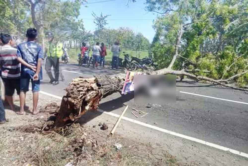 Pengendara Motor di Ponorogo Tewas Tertimpa Pohon Tumbang 