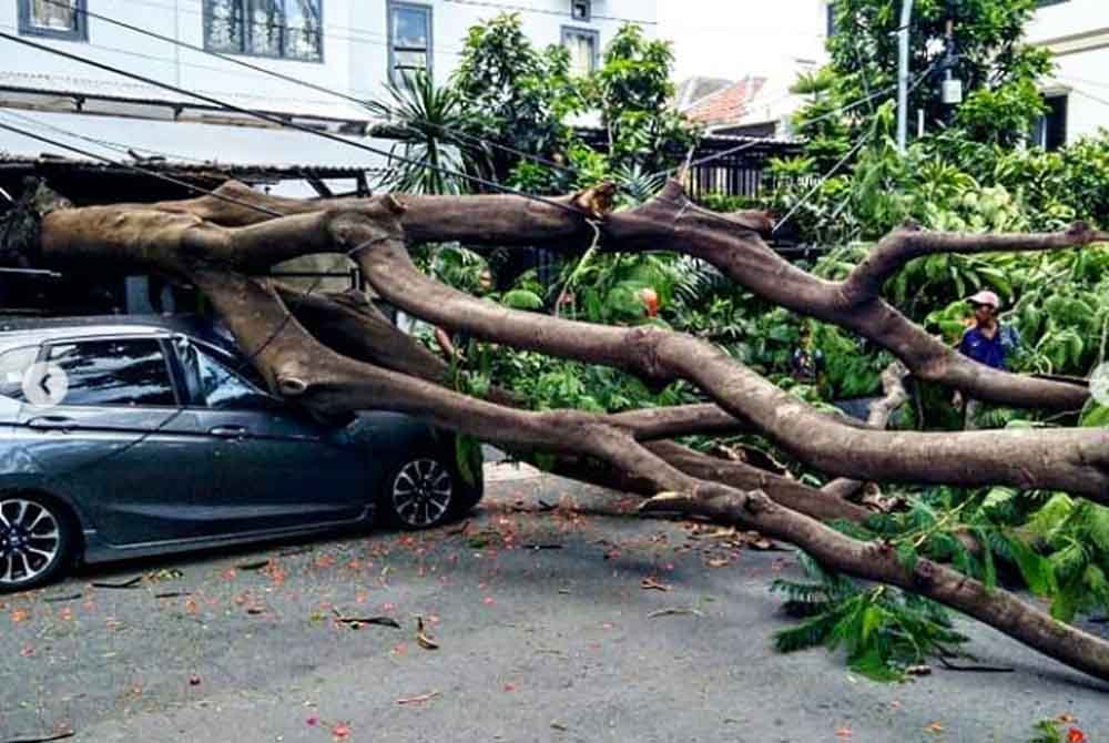 Foto: Honda Jazz 'Penyet' Tertimpa Pohon Tumbang