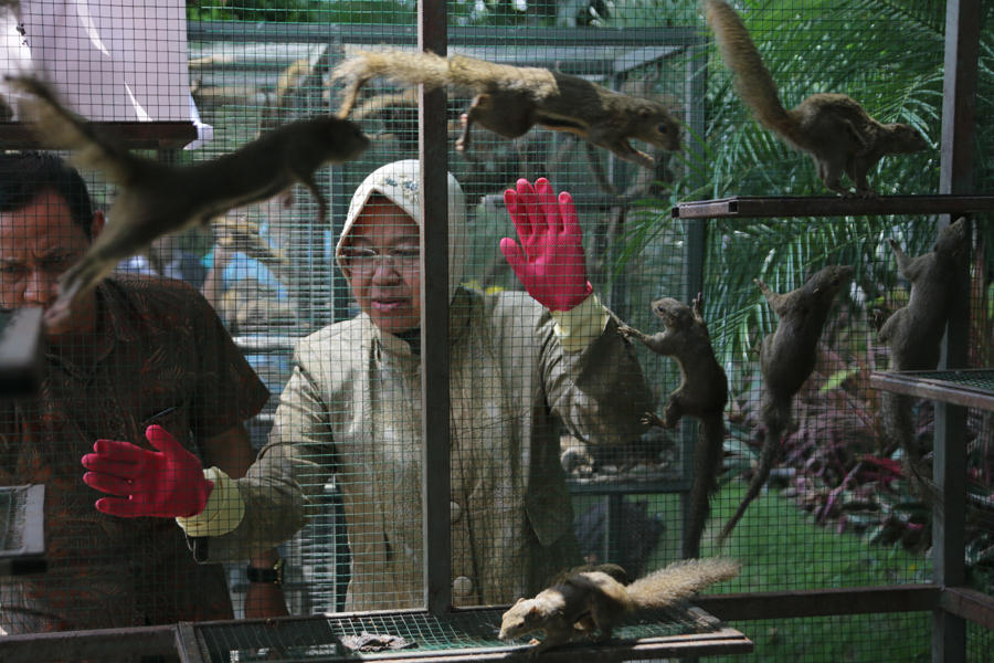 Wali Kota Risma saat melepas ratusan Tupai di Taman Surya.