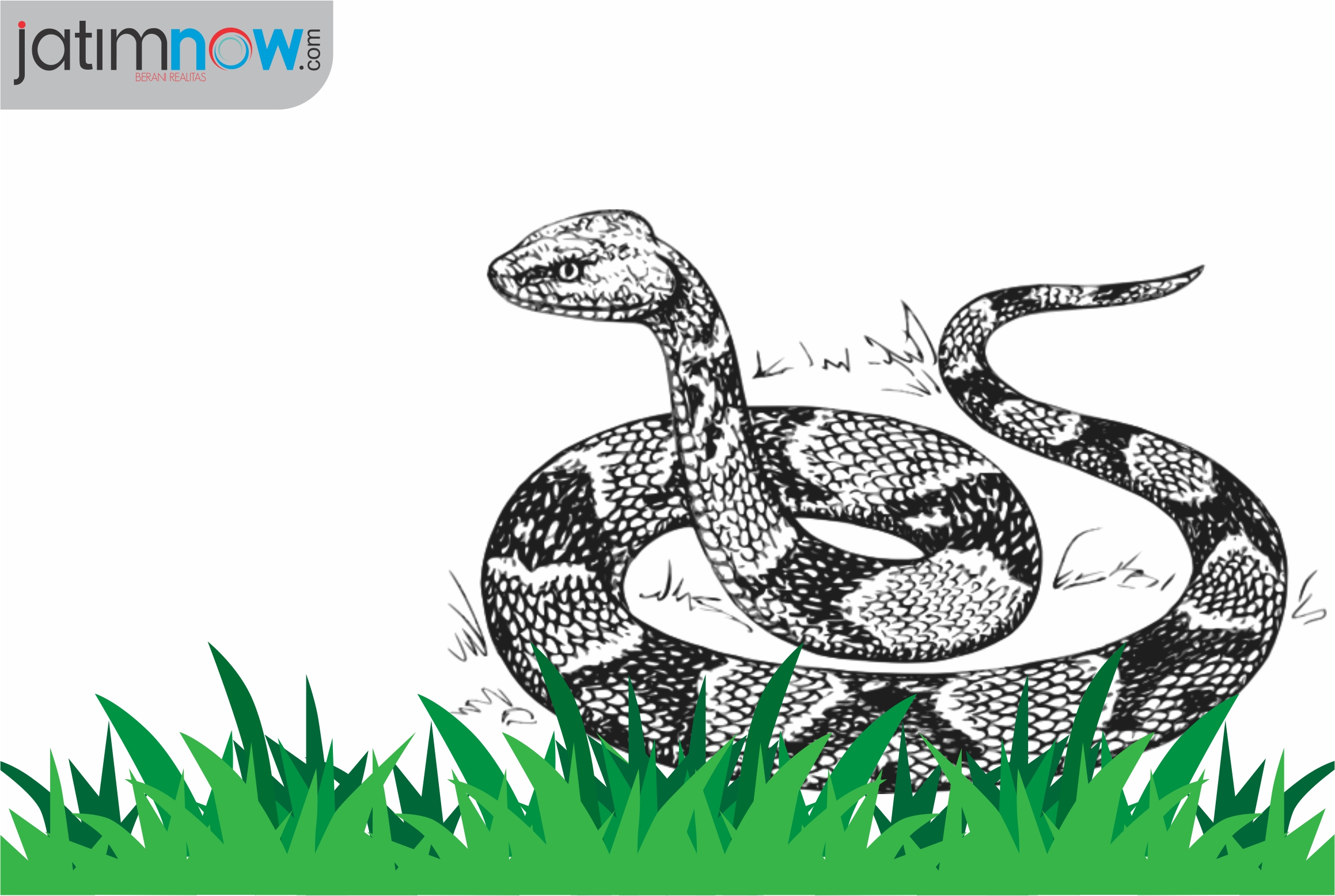 Video: Ular Sanca Menyusup ke Carport Warga, Begini Evakuasinya