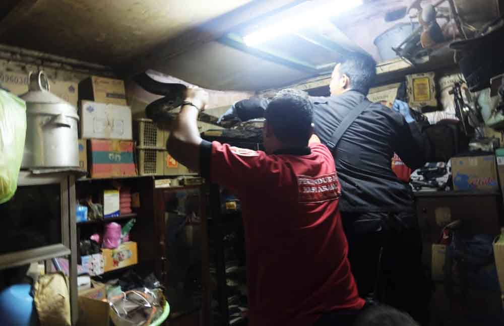 Proses evakuasi ular