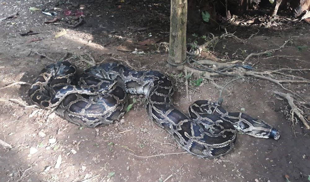 Ular Sanca  yang ditangkap warga di Banyuwangi