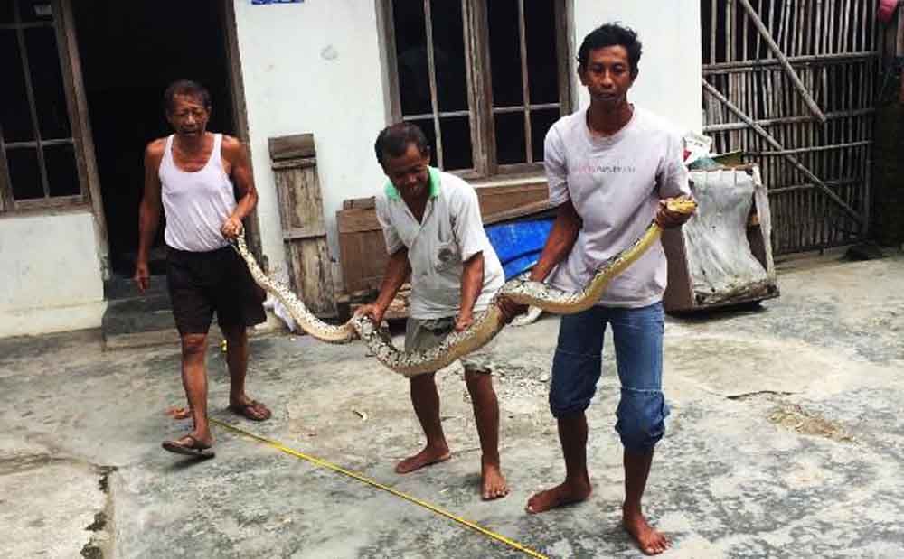 Ular piton yang berhasil ditangkap warga di Blitar