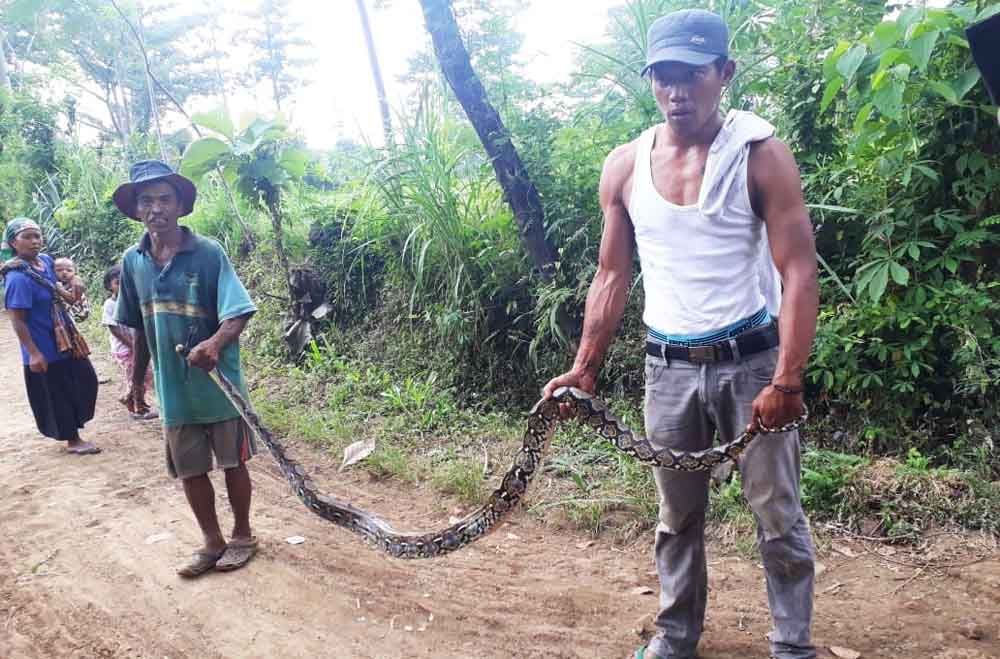 Penangkapan ular di Probolinggo