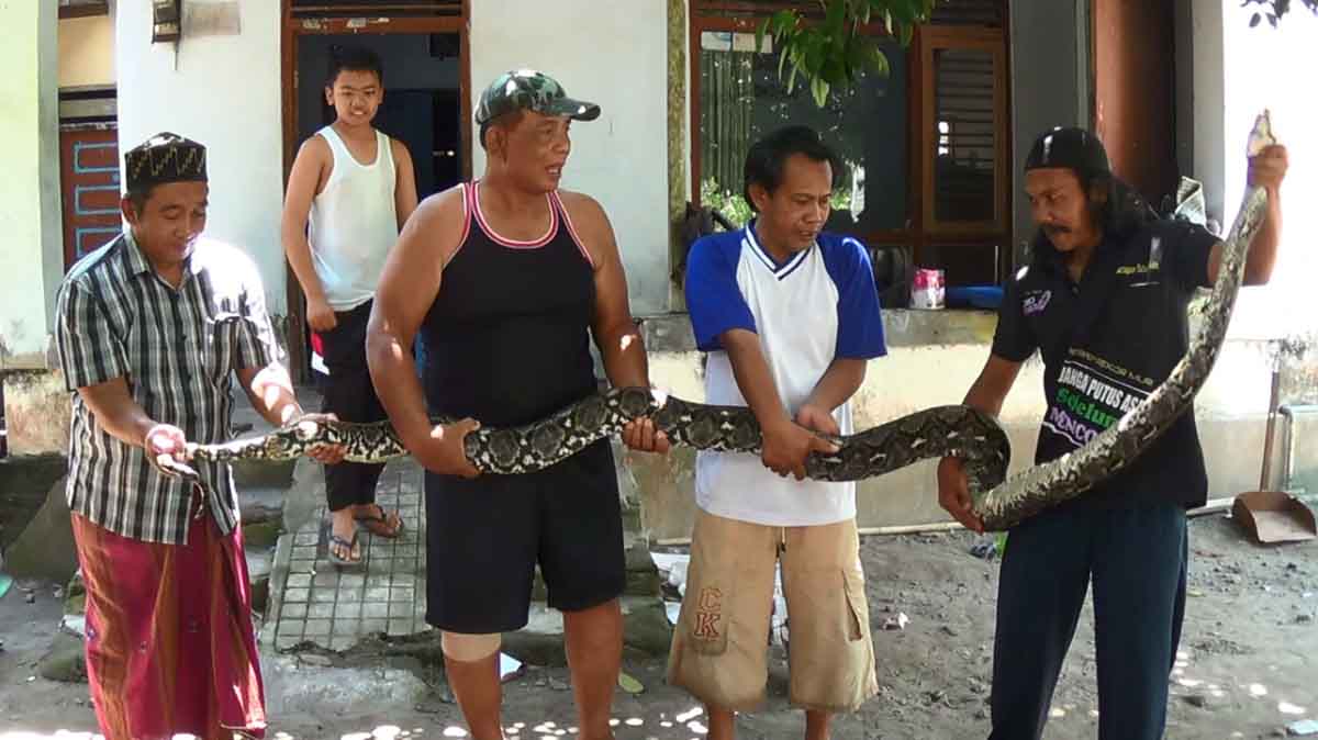Warga menunjukan ular yang ditangkap