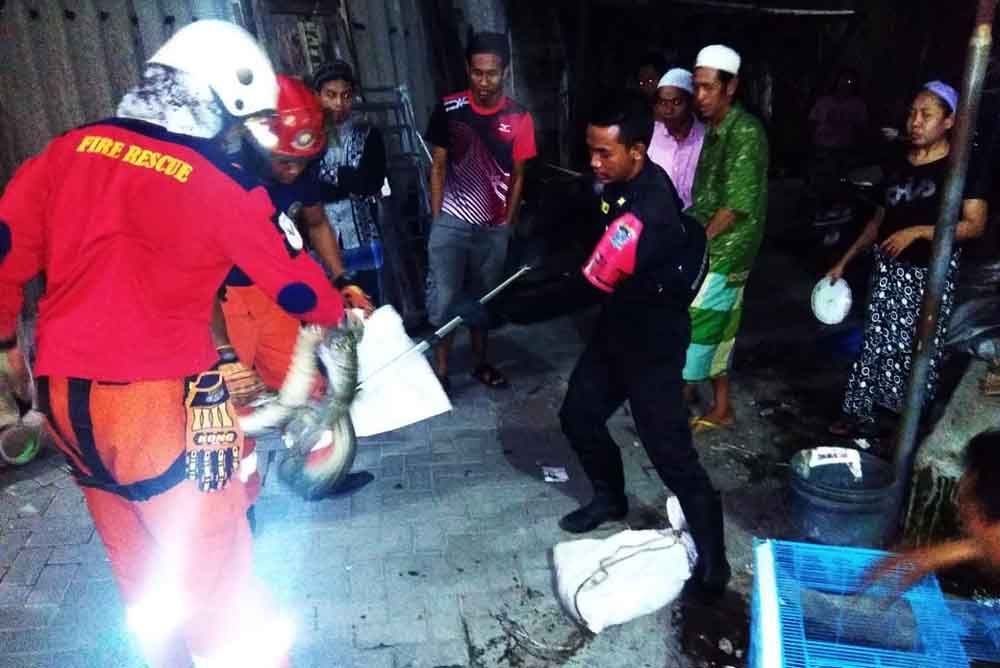 Ular sanca kembang diamankan petugas dari rumah warga