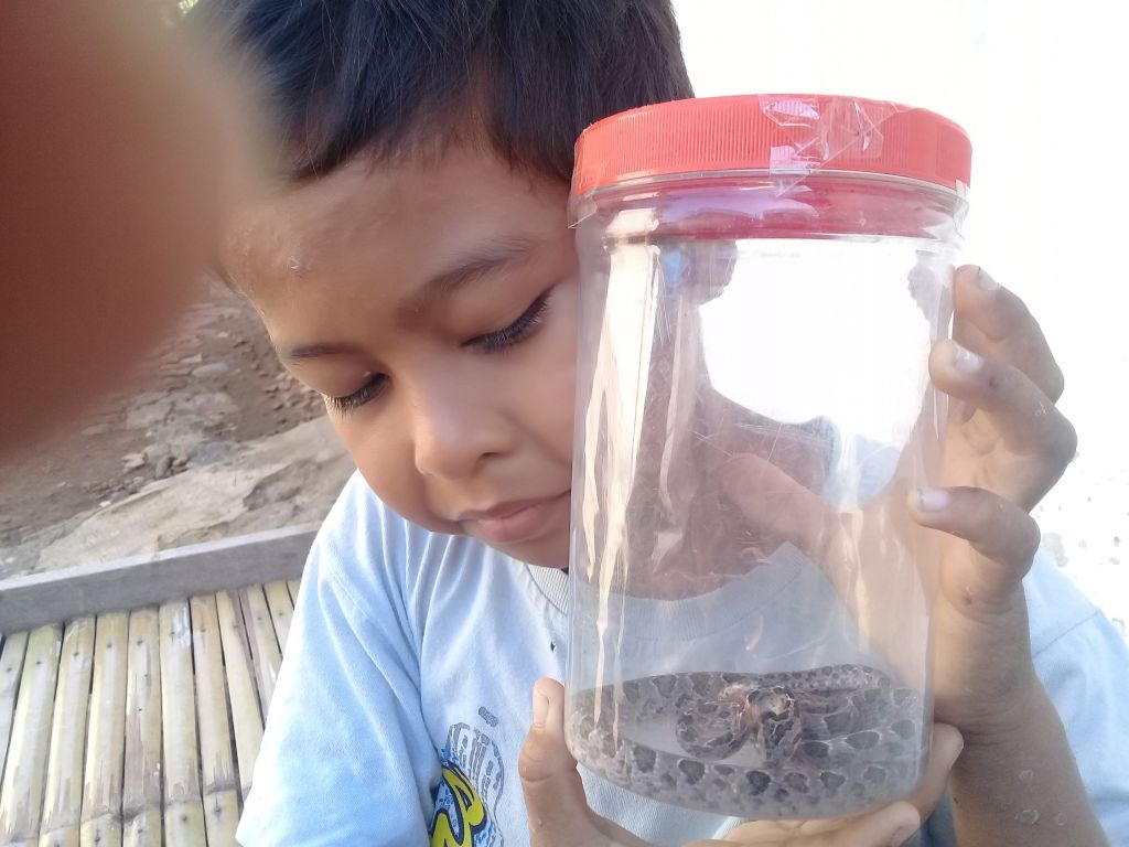 Anakan ular sanca kembang yang masuk ke rumah warga di Kabupaten Probolinggo.