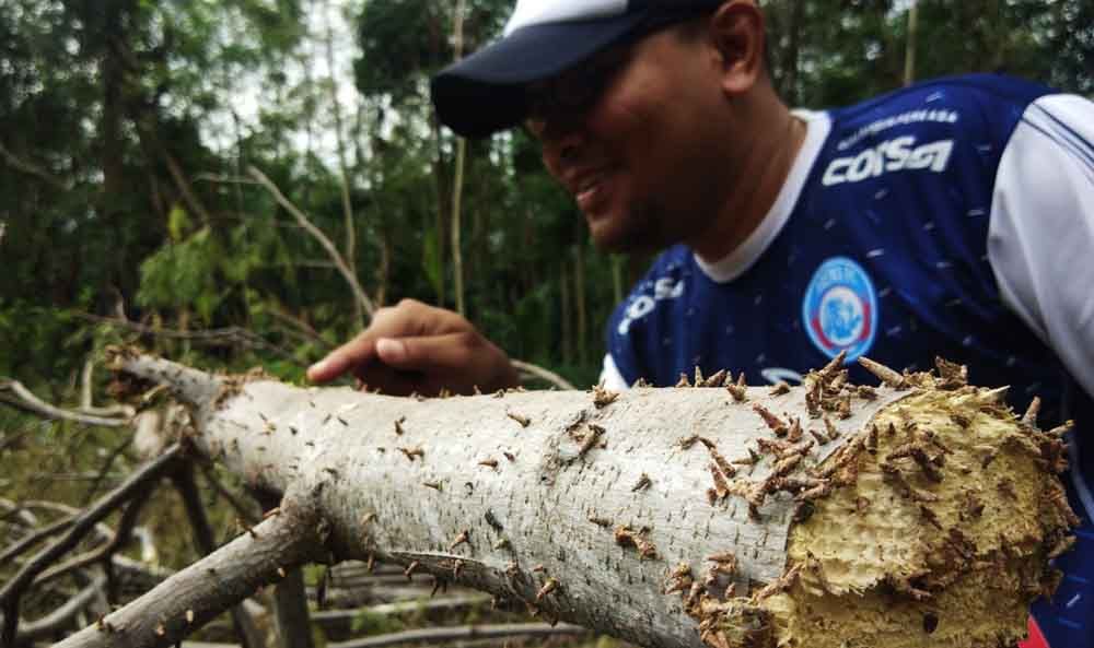 Ulat eskrim yang menyerang pohon sengon di Probolinggo