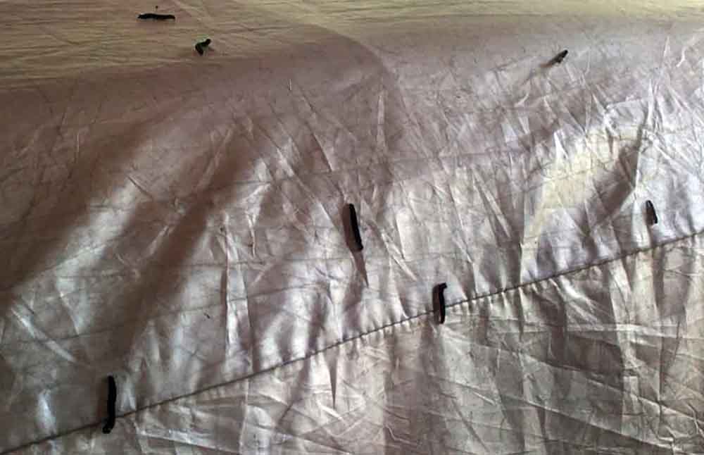 Ulat jati yang mulai memasuki rumah warga di Kecamatan Bantaran Kabupaten Probolinggo 