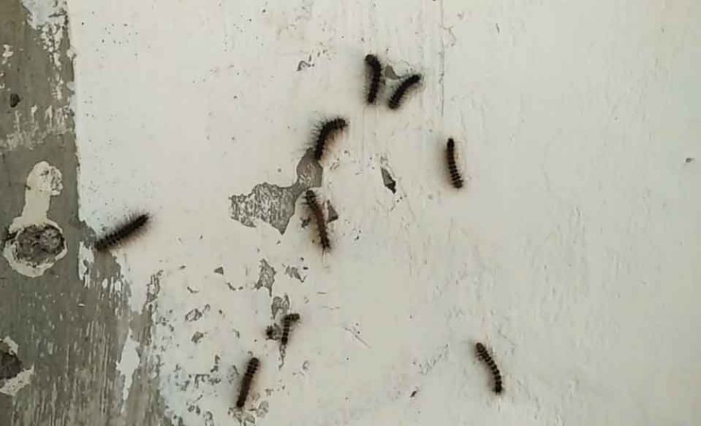 Ulat bulu yang meyerang rumah warga di Pasuruan