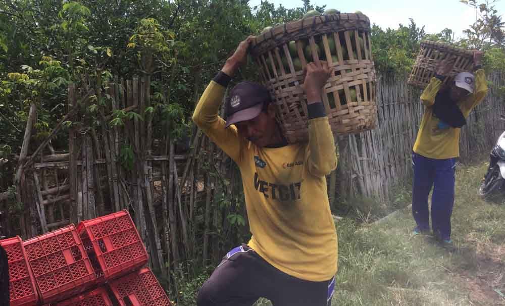 Petani jeruk di Banyuwangi