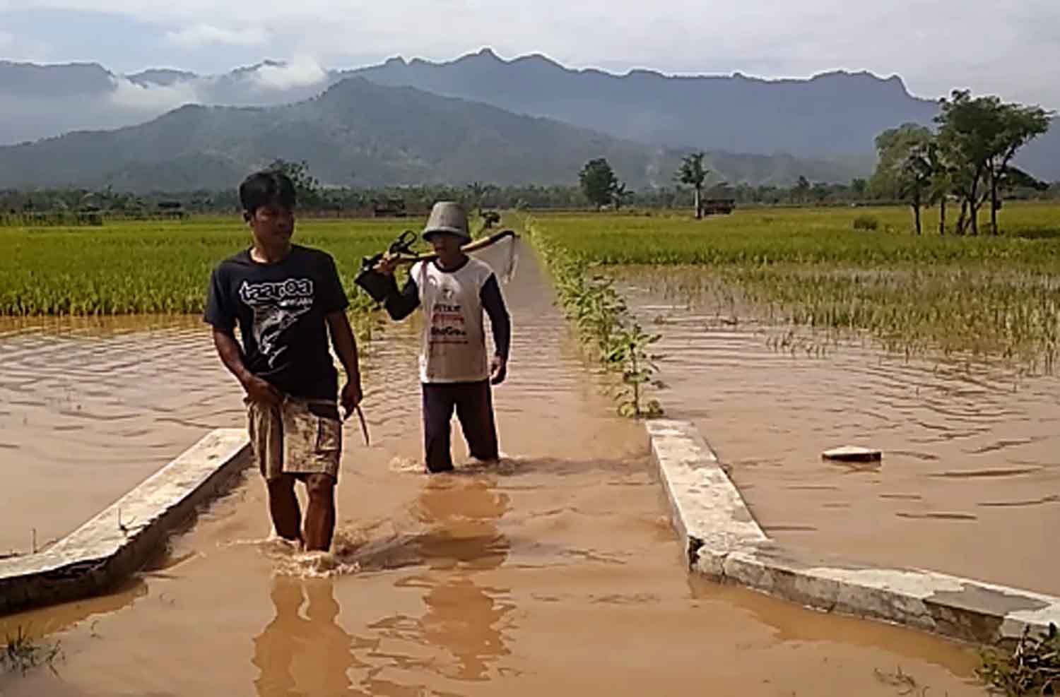 Banjir Ponorogo, Puluhan Hektar Sawah Terancam Gagal Panen