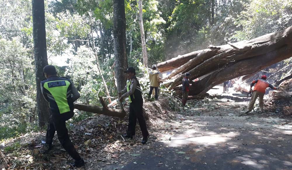 Proses evakuasi pohon tumbang yang menutup total jalur Pacet-Trawas, Kabupaten Mojokerto.
