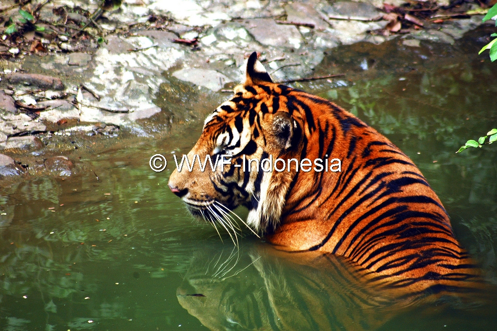 Harimau Sumatera Serang Tiga Sapi 