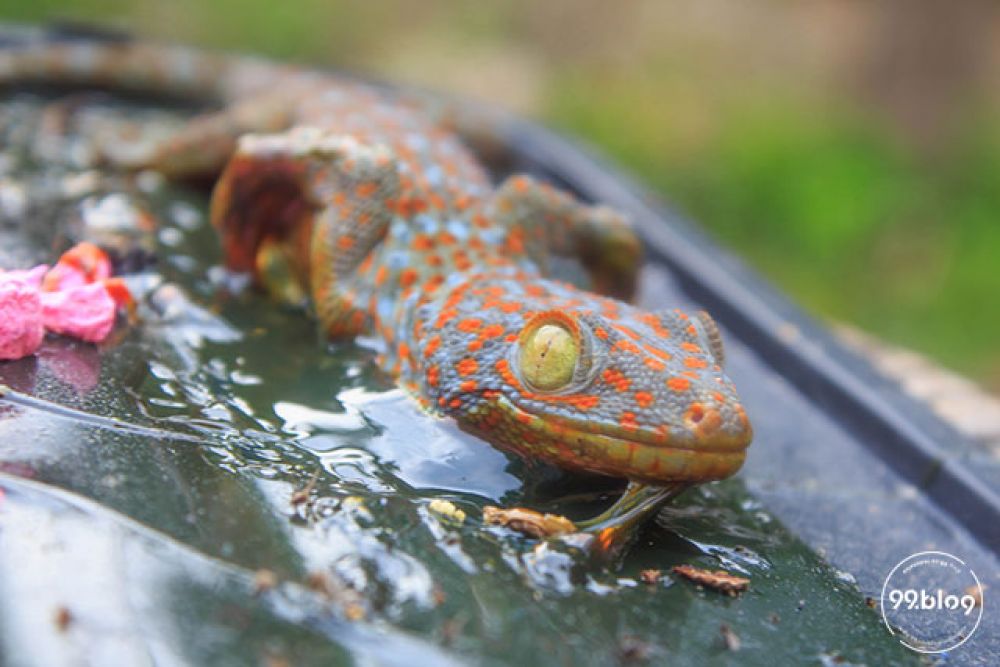 Tokek/ foto istimewa/kumparan